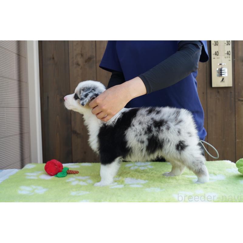 販売中の長野県のオーストラリアンシェパード-409710の2枚目