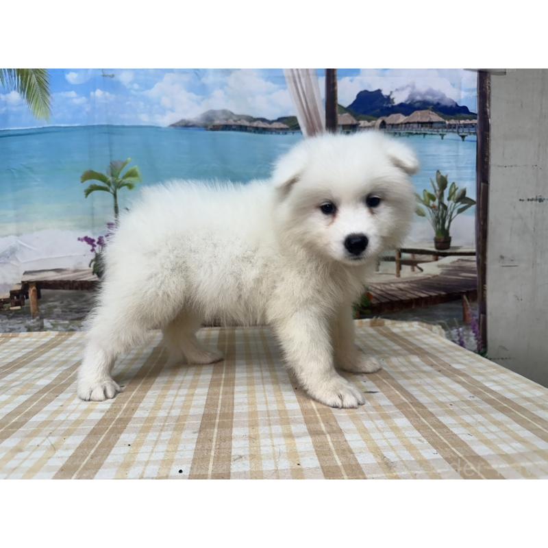 販売中の千葉県のサモエド-409719の1枚目