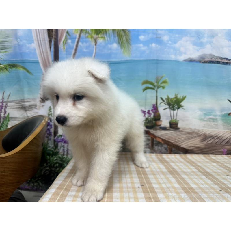 販売中の千葉県のサモエド-409719の3枚目