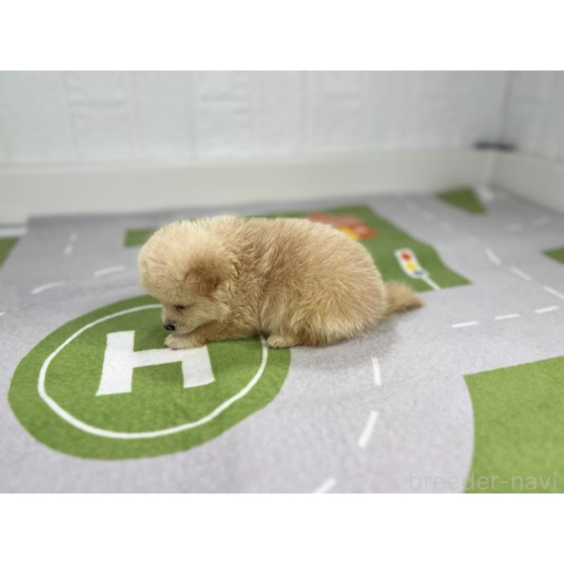 販売中の愛知県のその他の犬種-409722の6枚目