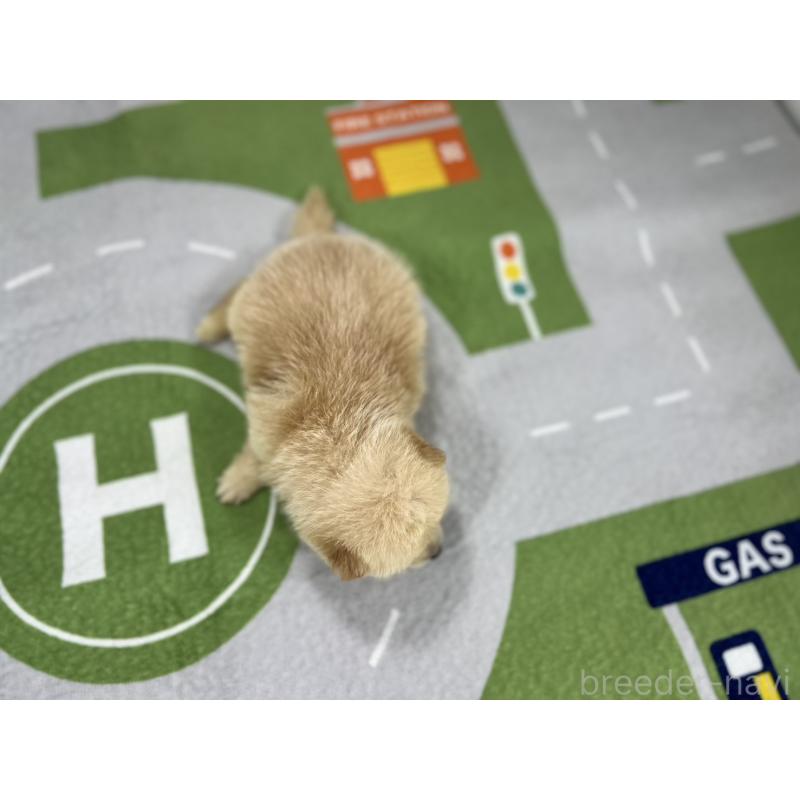 販売中の愛知県のその他の犬種-409722の5枚目