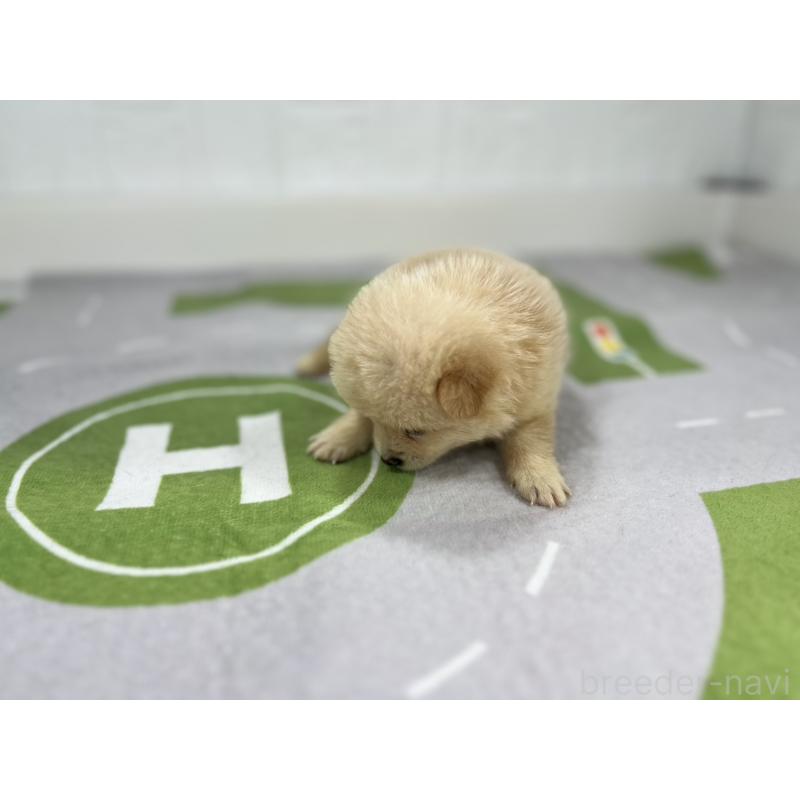 販売中の愛知県のその他の犬種-409722の4枚目