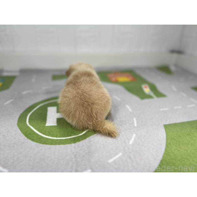 販売中の愛知県のその他の犬種-409722の3枚目
