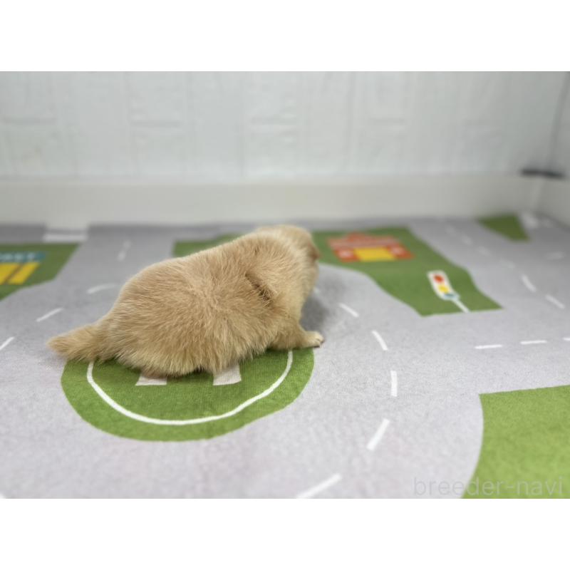 販売中の愛知県のその他の犬種-409722の2枚目