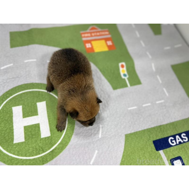 販売中の愛知県のその他の犬種-409723の4枚目