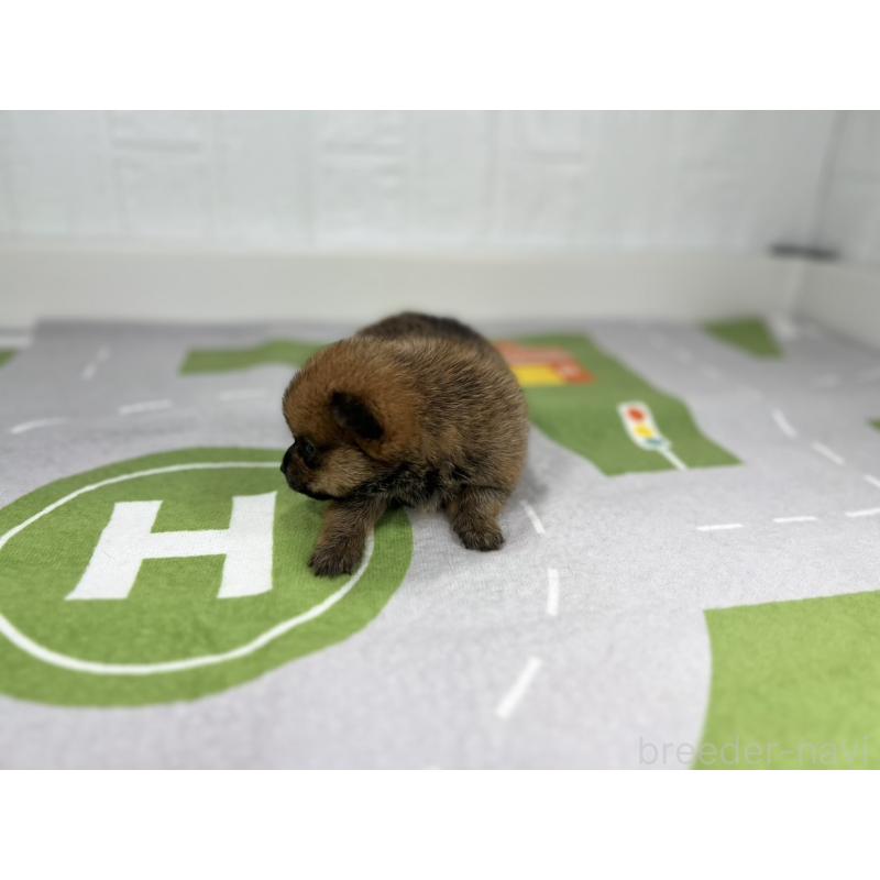 販売中の愛知県のその他の犬種-409723の3枚目
