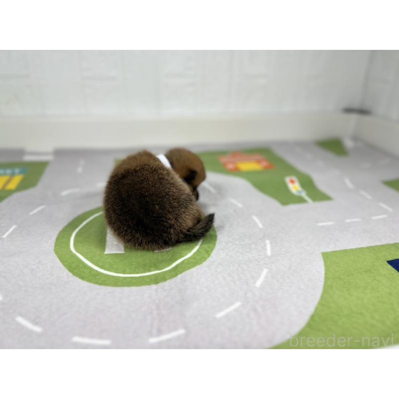 販売中の愛知県のその他の犬種-409725の5枚目