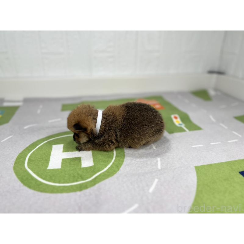 販売中の愛知県のその他の犬種-409725の4枚目