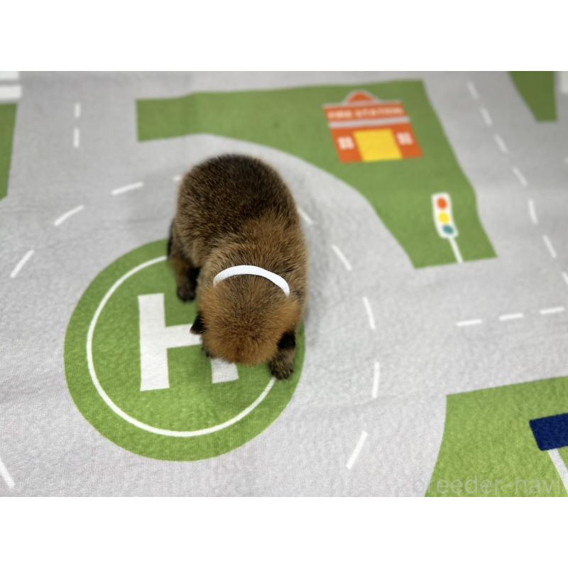 販売中の愛知県のその他の犬種-409725の3枚目