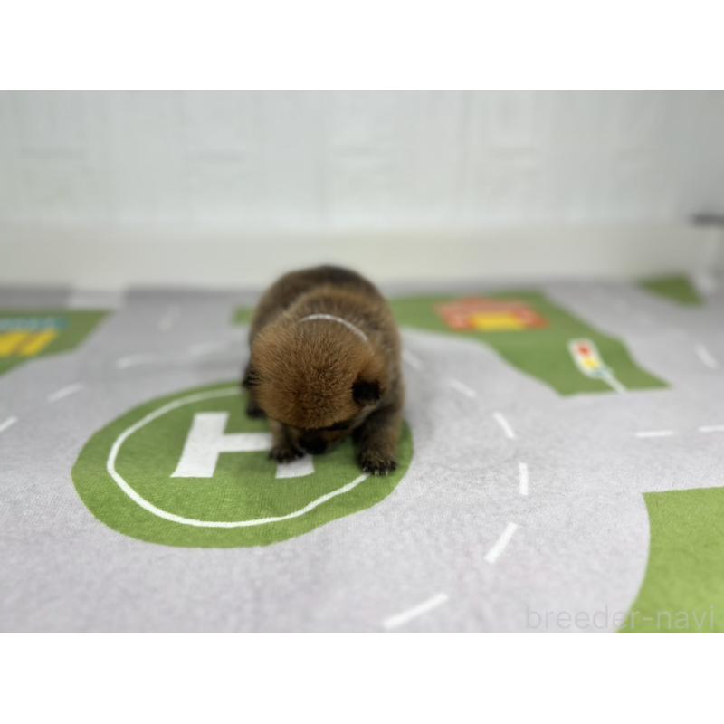 販売中の愛知県のその他の犬種-409725の2枚目