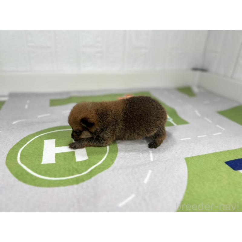 販売中の愛知県のその他の犬種-409727の6枚目