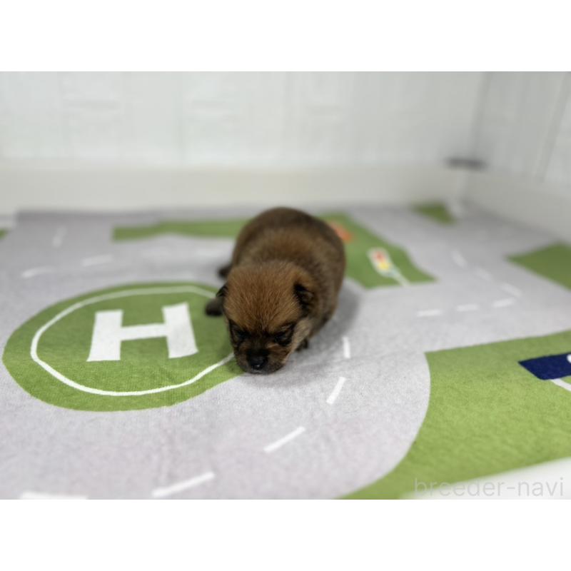 販売中の愛知県のその他の犬種-409727の4枚目