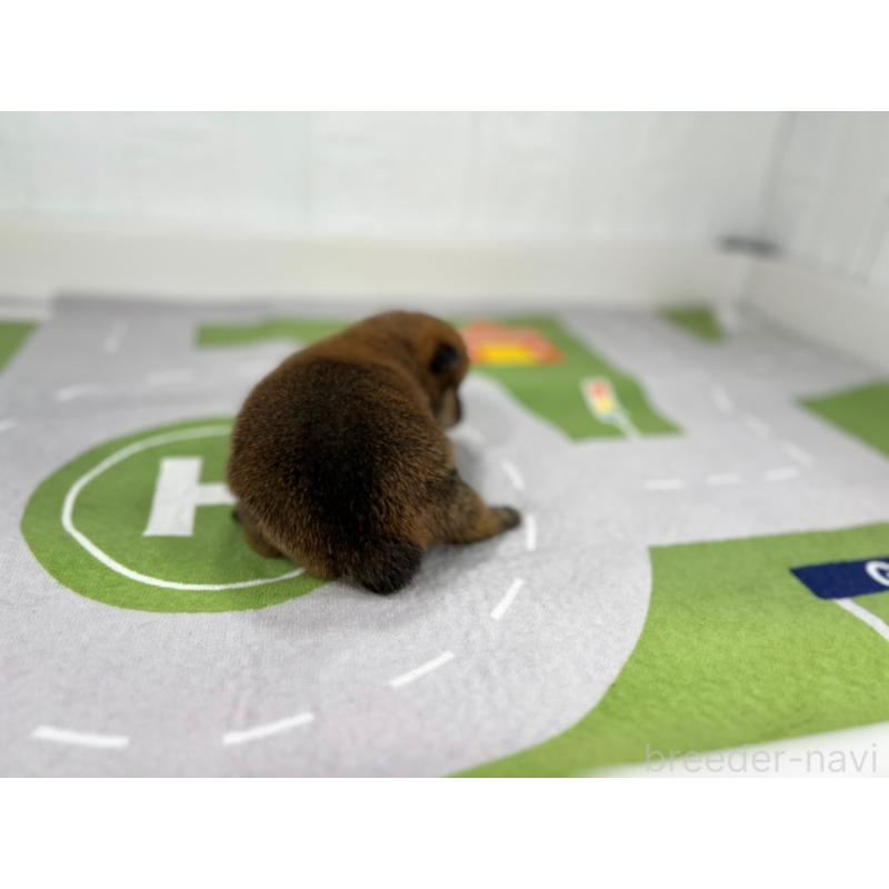 販売中の愛知県のその他の犬種-409727の3枚目