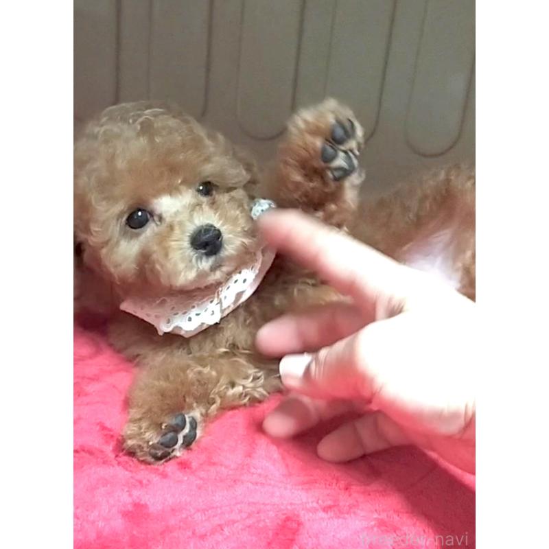 販売中の沖縄県のトイプードル-409729の2枚目
