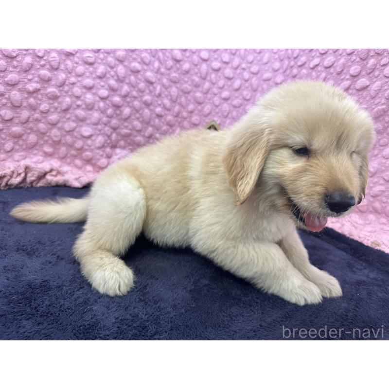 販売中の茨城県のゴールデンレトリーバー-409743の12枚目