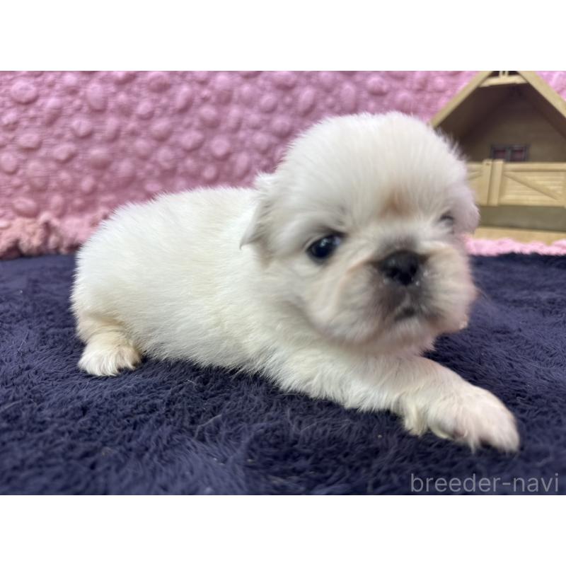 販売中の茨城県のペキニーズ-409744の10枚目