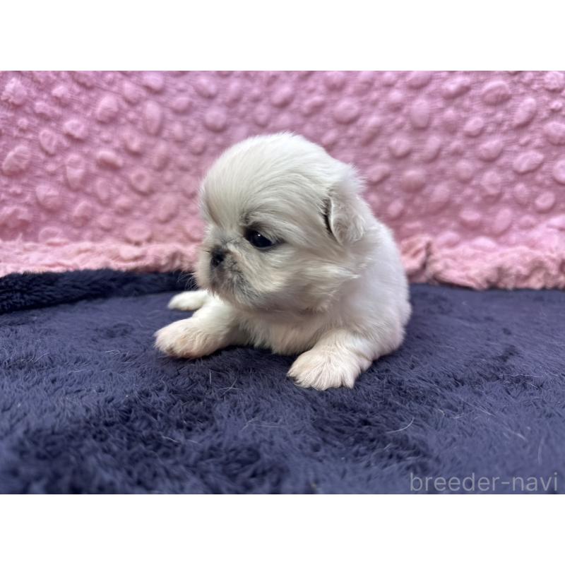 販売中の茨城県のペキニーズ-409744の3枚目