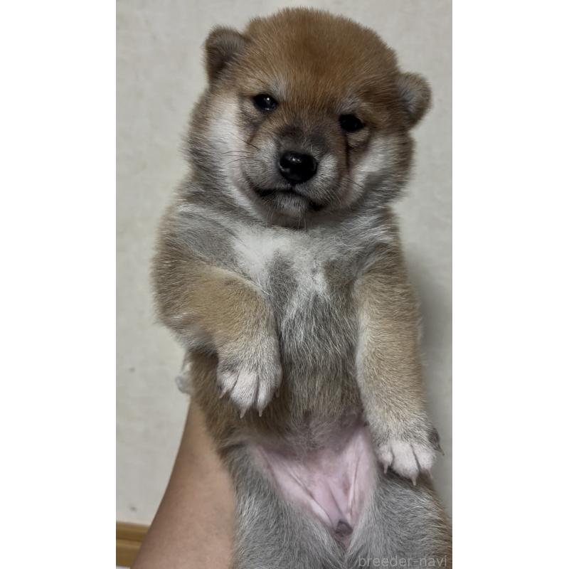 成約済の愛知県の豆柴-408637の4枚目