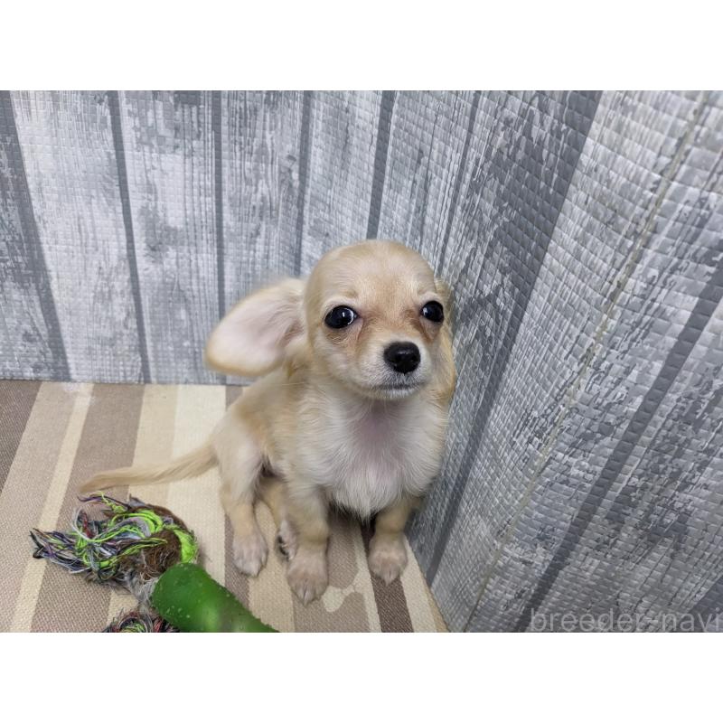 販売中の埼玉県のミックス犬-409751の5枚目