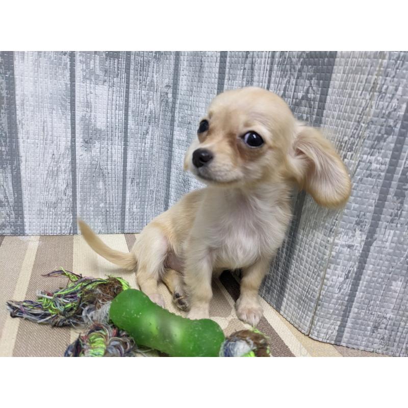 販売中の埼玉県のミックス犬-409751の4枚目