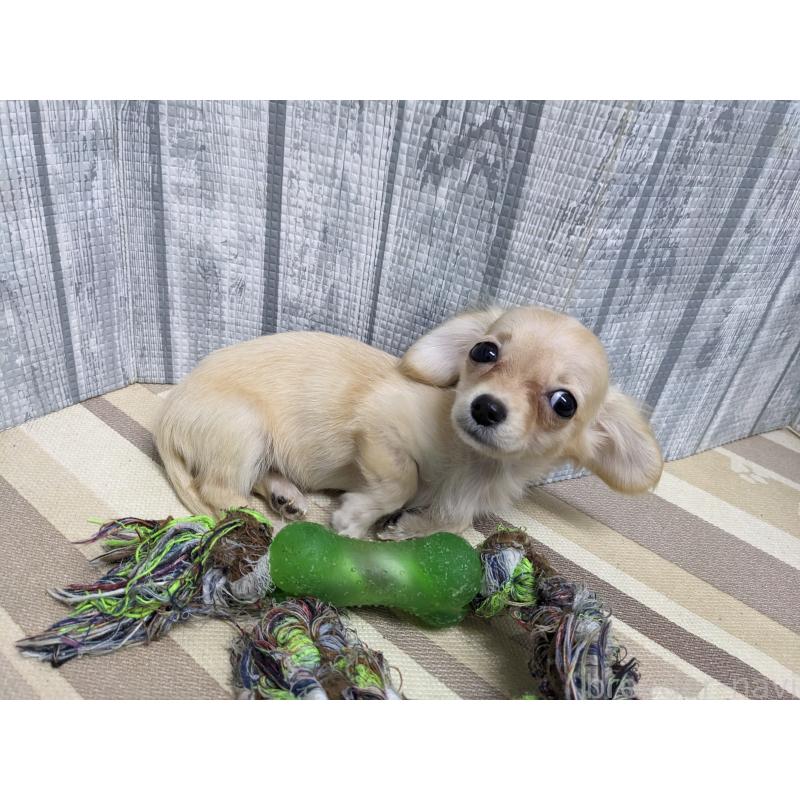 販売中の埼玉県のミックス犬-409751の3枚目
