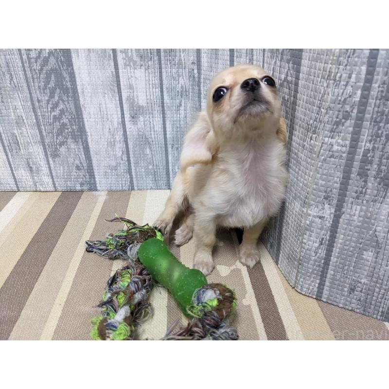 販売中の埼玉県のミックス犬-409751の2枚目