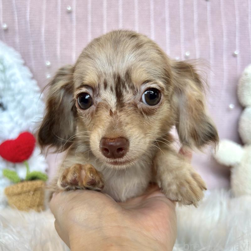 販売中の栃木県のチワックス:チワワ×ミニチュアダックスフンド-394898の5枚目