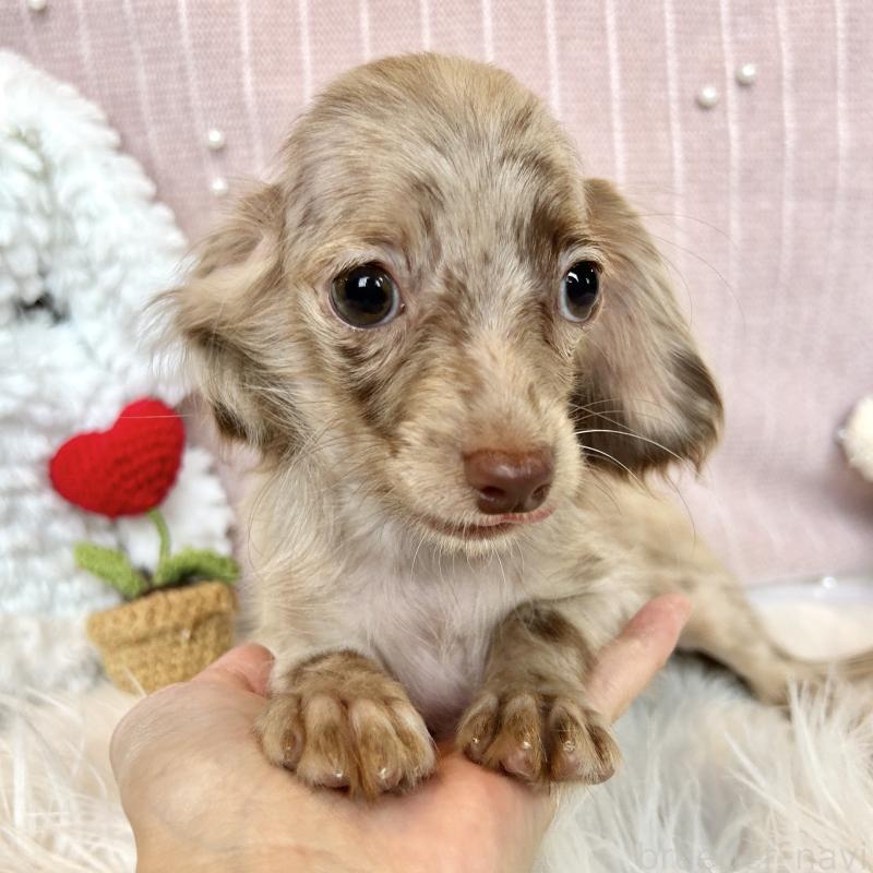 販売中の栃木県のチワックス:チワワ×ミニチュアダックスフンド-395570の4枚目