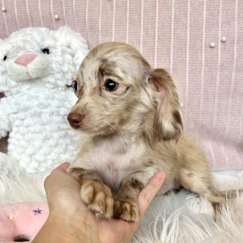 販売中の栃木県のチワックス:チワワ×ミニチュアダックスフンド-395570の3枚目