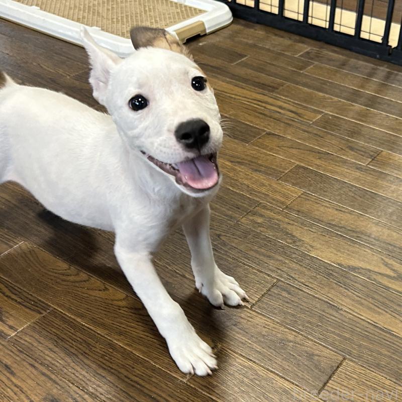 成約済の栃木県のミックス犬-398735の10枚目