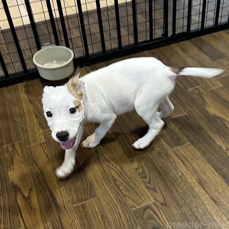 成約済の栃木県のミックス犬-398735の7枚目