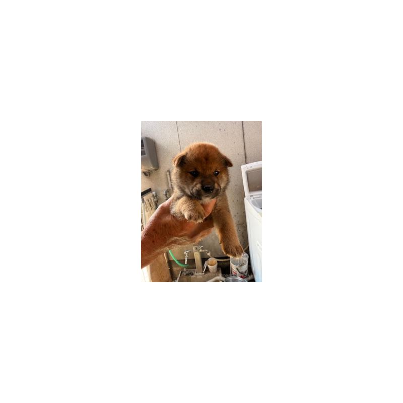 販売中の広島県の柴犬-409777の3枚目