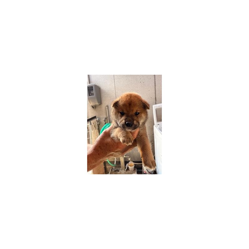 販売中の広島県の柴犬-409777の2枚目