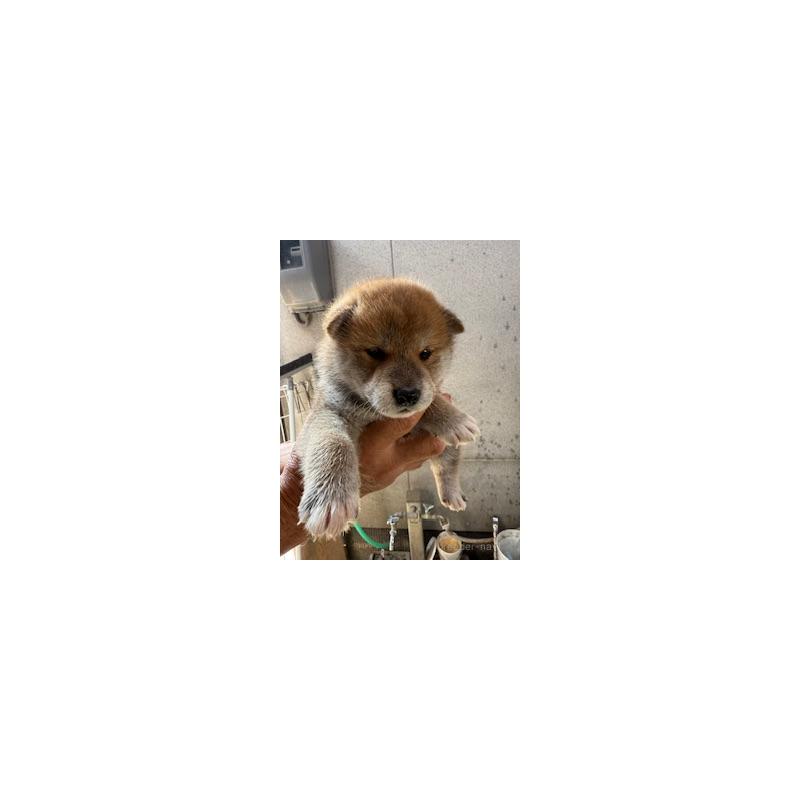 販売中の広島県の柴犬-409778の5枚目
