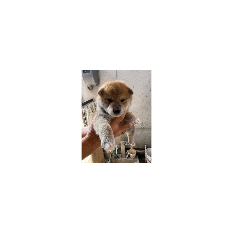 販売中の広島県の柴犬-409778の4枚目