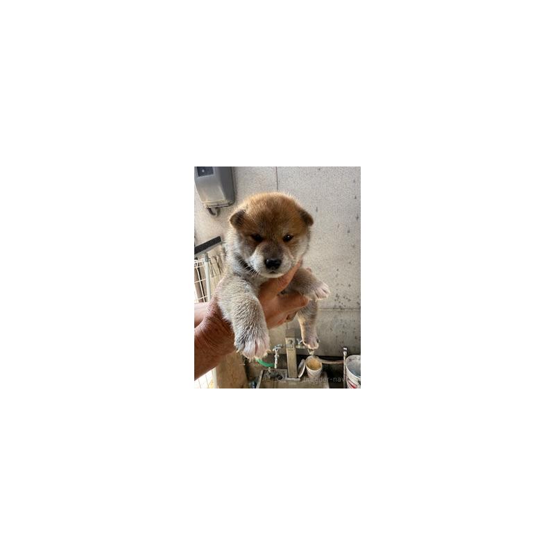 販売中の広島県の柴犬-409778の3枚目