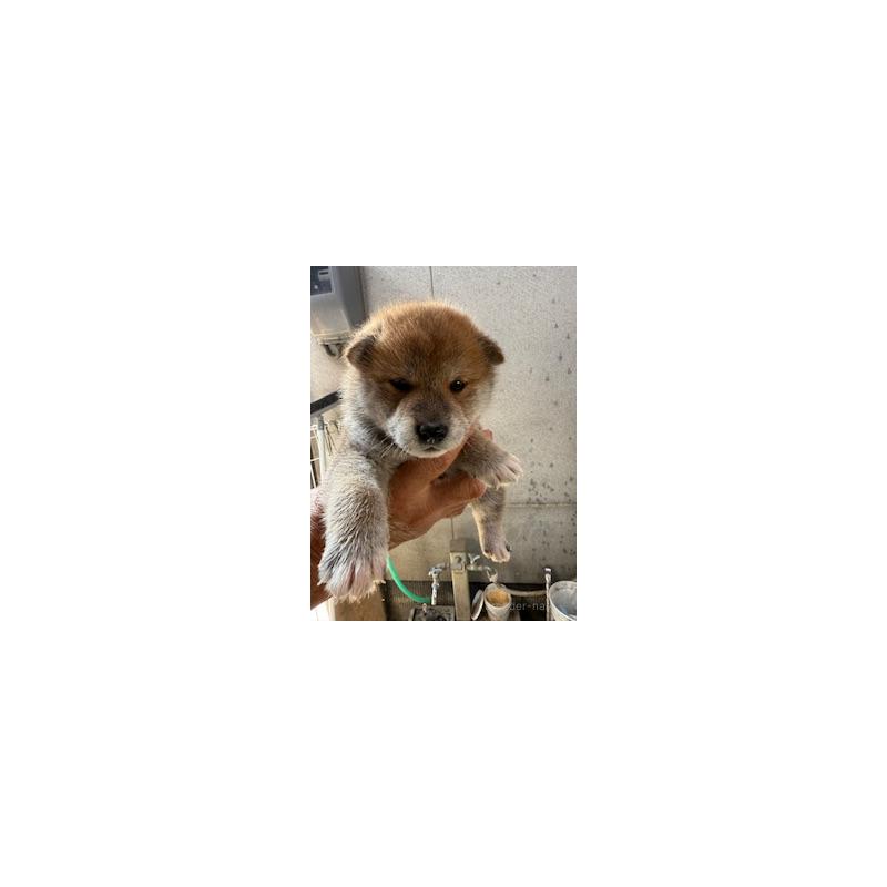 販売中の広島県の柴犬-409778の2枚目