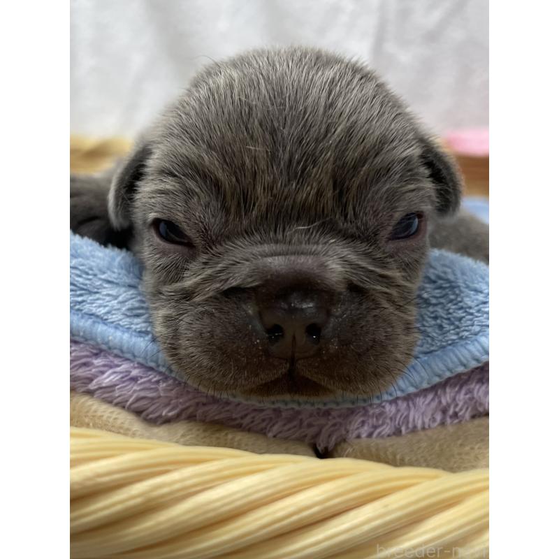 販売中の茨城県のフレンチブルドッグ-409780の5枚目