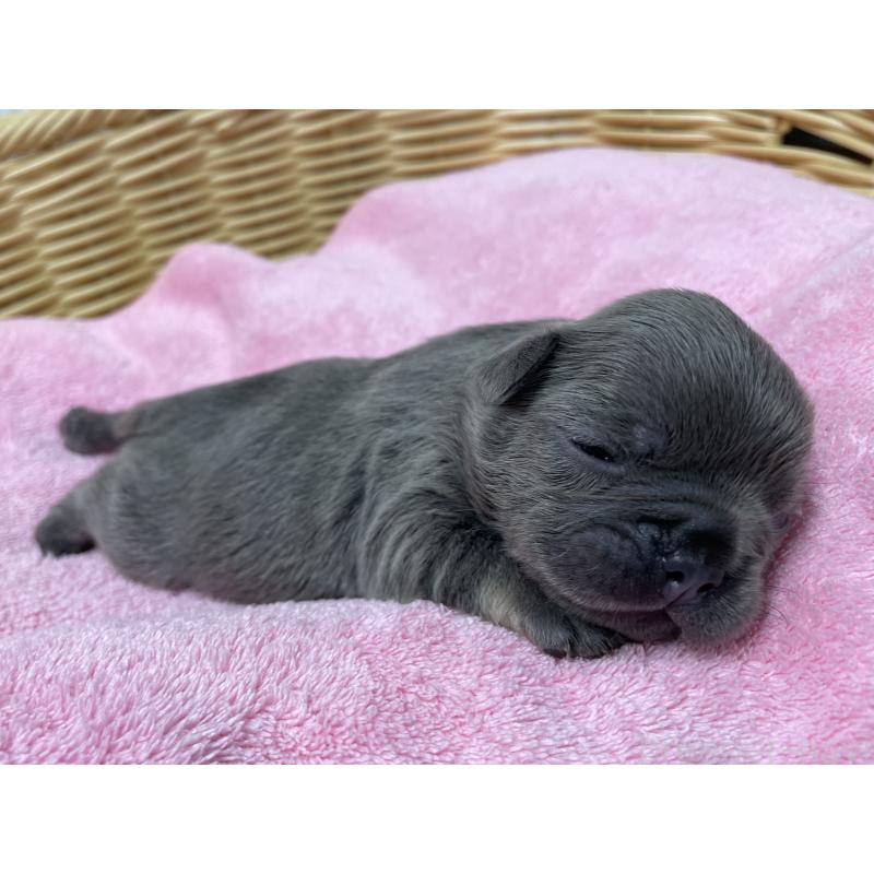 販売中の茨城県のフレンチブルドッグ-409781の4枚目