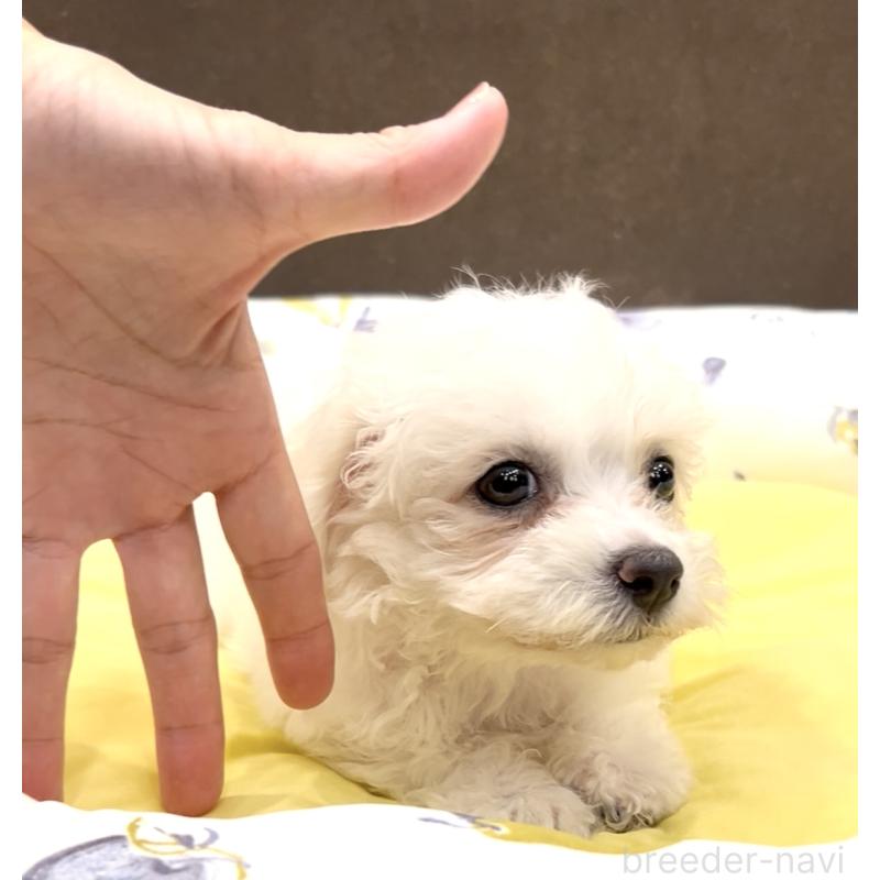 成約済の奈良県のビションフリーゼ-409594の17枚目