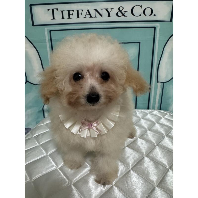 成約済の埼玉県のティーカッププードル-396069の1枚目