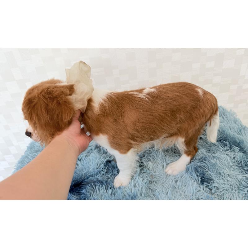 販売中の埼玉県のキャバリアキングチャールズスパニエル-392925の6枚目