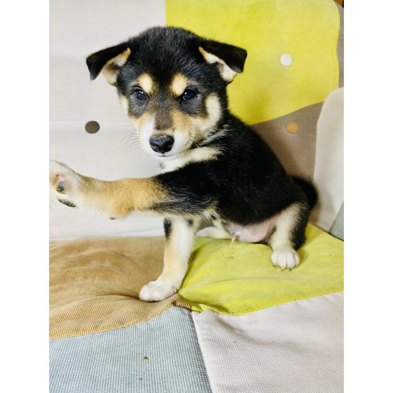 販売中の静岡県の柴犬-409789の6枚目