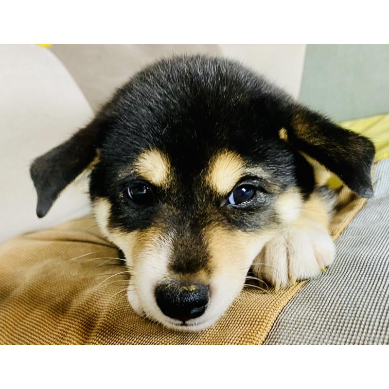 販売中の静岡県の柴犬-409789の4枚目