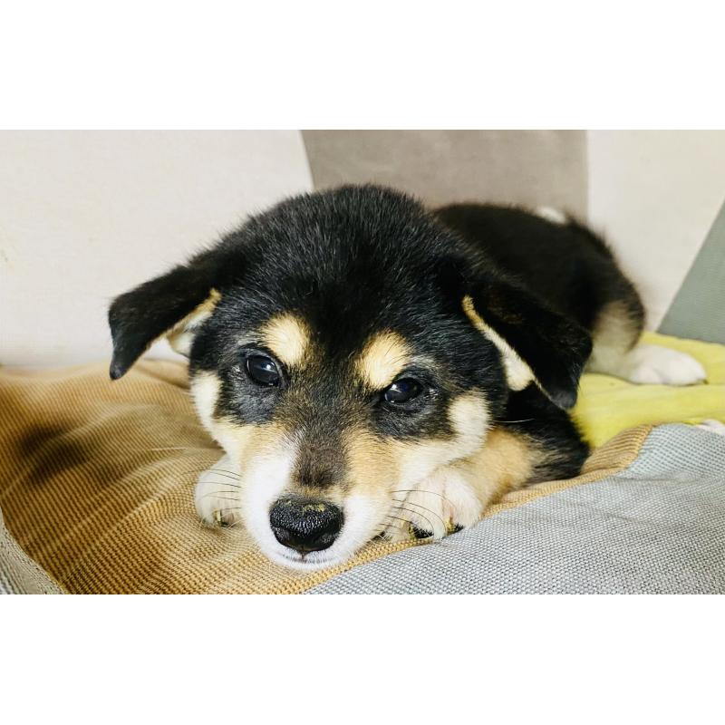 販売中の静岡県の柴犬-409789の3枚目