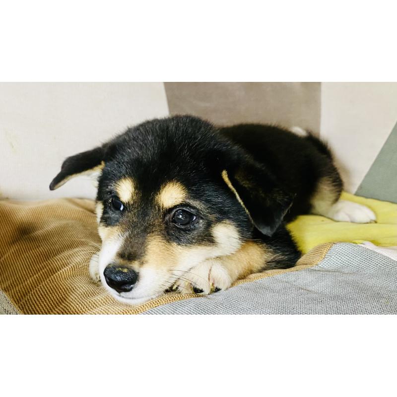 販売中の静岡県の柴犬-409789の2枚目