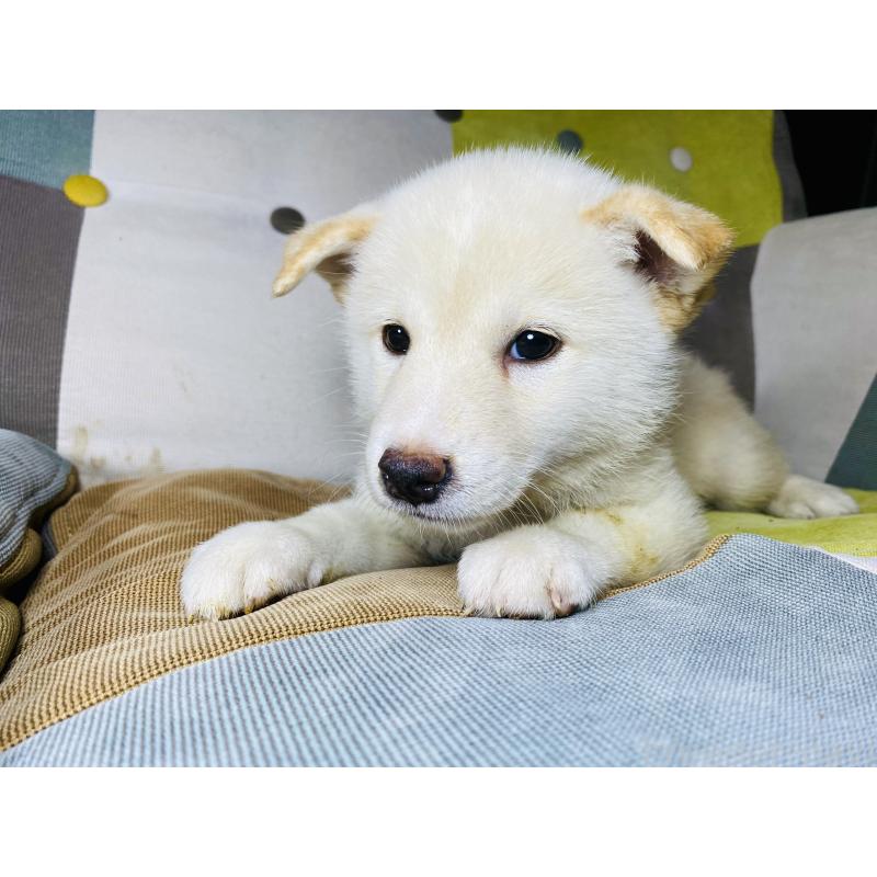 販売中の静岡県の柴犬-409790の5枚目