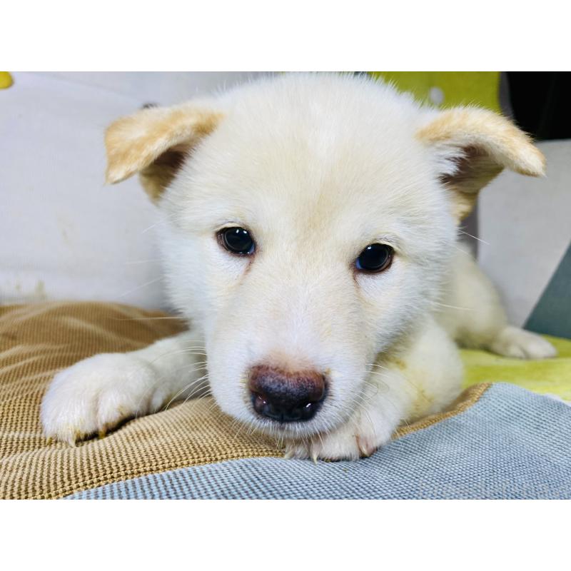 販売中の静岡県の柴犬-409790の4枚目