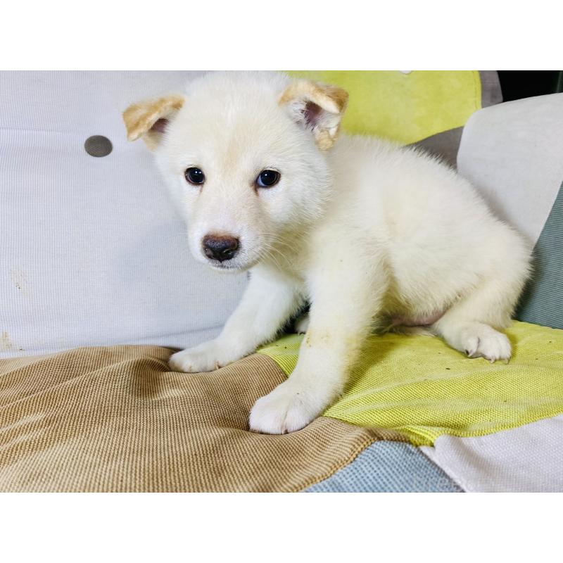 販売中の静岡県の柴犬-409790の3枚目