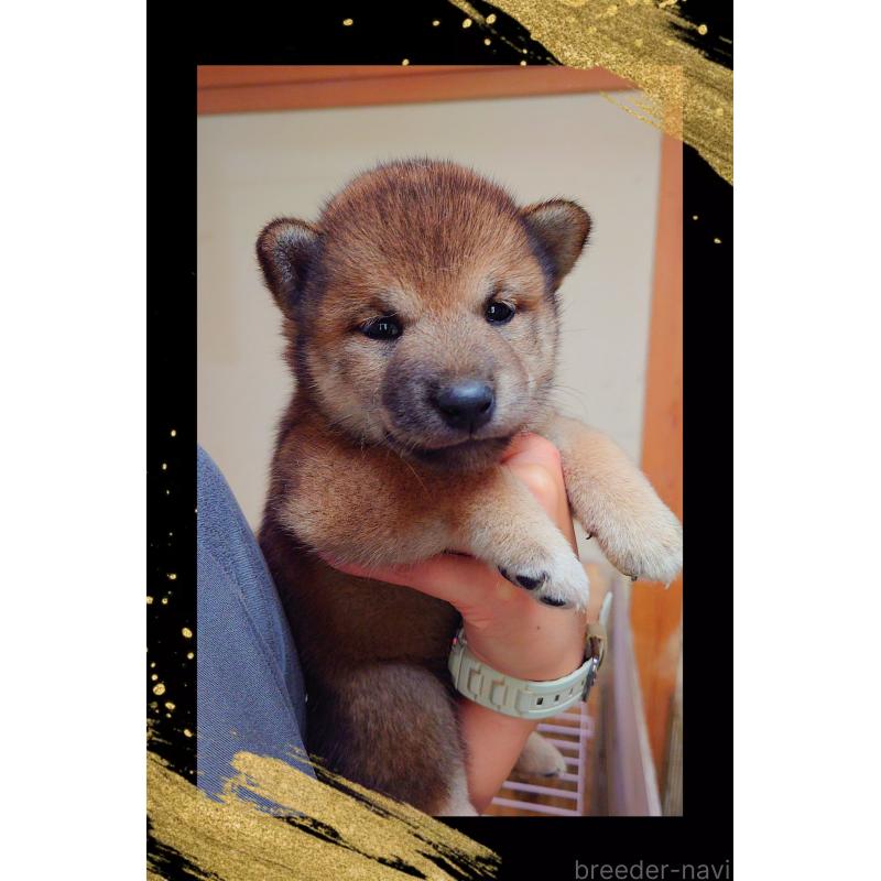 販売中の栃木県の柴犬-405268の3枚目
